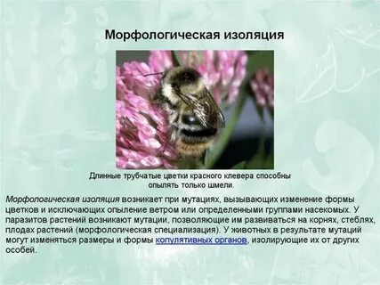 Временная изоляция