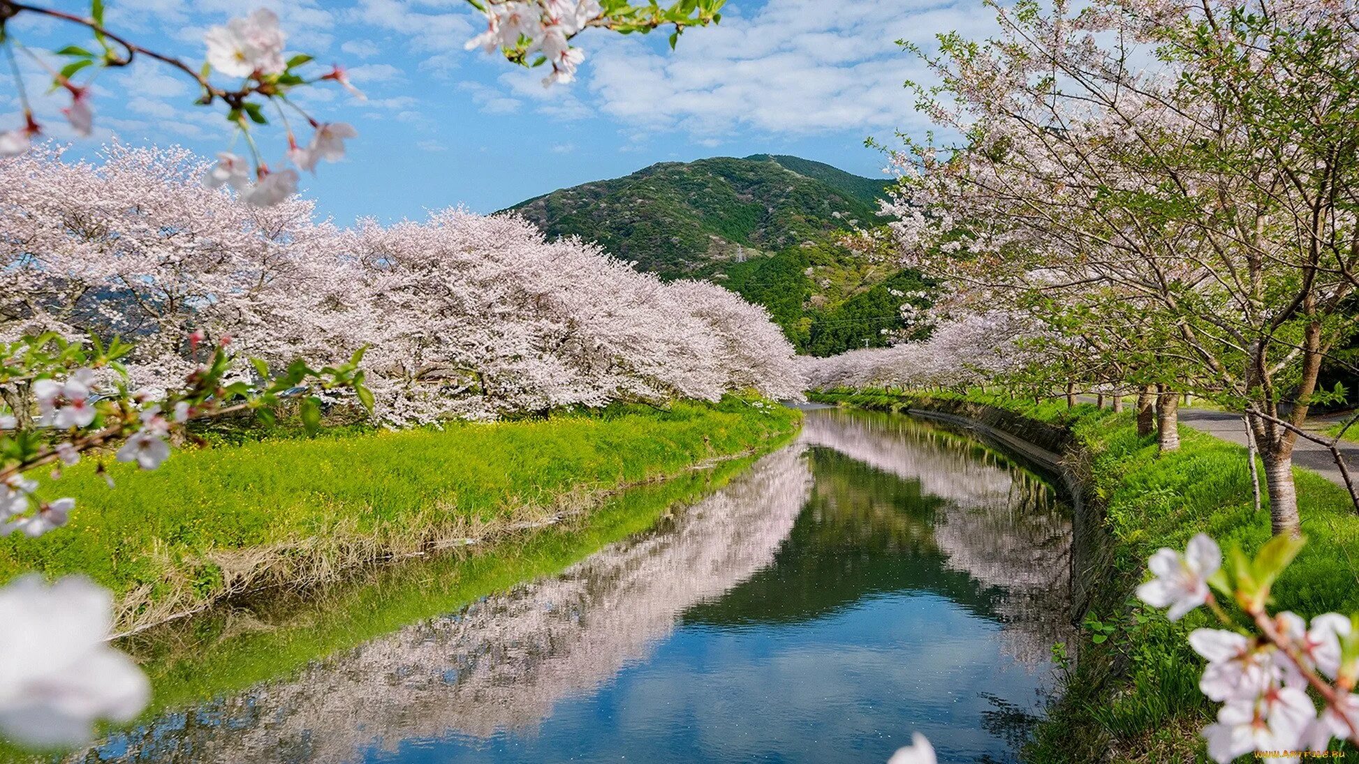 Spring main. Весенний пейзаж. Весенняя река. Цветущие сады.