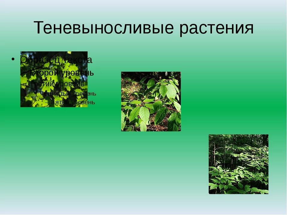 Плаун светолюбивая или теневыносливая. Теневыносливые растения. Теневыносливыt растения. Теневыносливые растения леса. Тенелюбивые и теневыносливые растения.