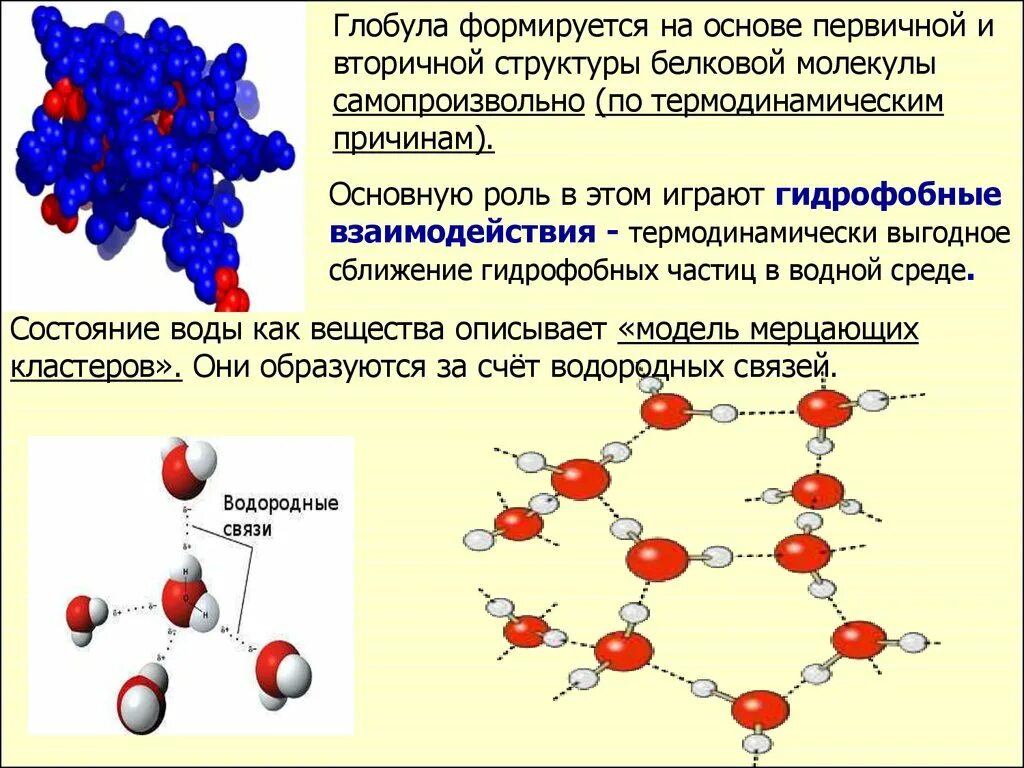 Глобула структура. Глобула. первичная структура белка глобула. что такое глобула химия.