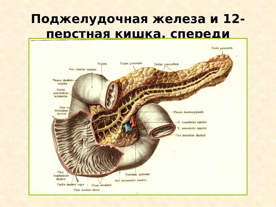 Печень 12 перстной кишки. 12 Перстная кишка и поджелудочная железа. Луковица 12 перстной кишки анатомия. 12 Перстная кишка печень и поджелудочная. Проксимальный отдел 12 перстной кишки.