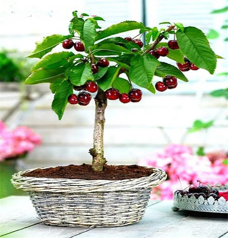 Карликовый мандарин. Колоновидн. Dwarf fruit trees. Оранжерея с цитрусовыми. Комнатные фруктовые деревья.