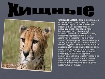 Хищные презентация