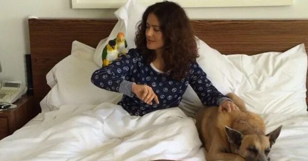 Сальма хайек и ее собаки. Сальма хайек и ее животные. Сальма хайек сова. Сальма хайек с животными. Антонио бандерас и сальма хайек кот в сапогах.