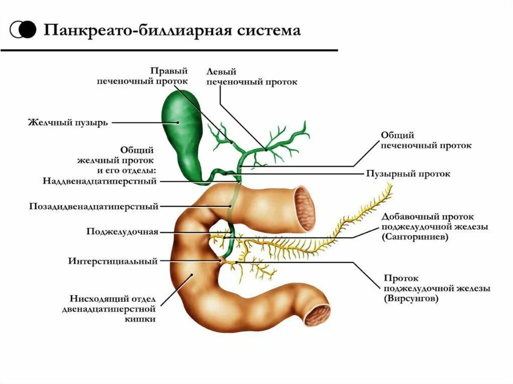 Панкреато билиарная патология