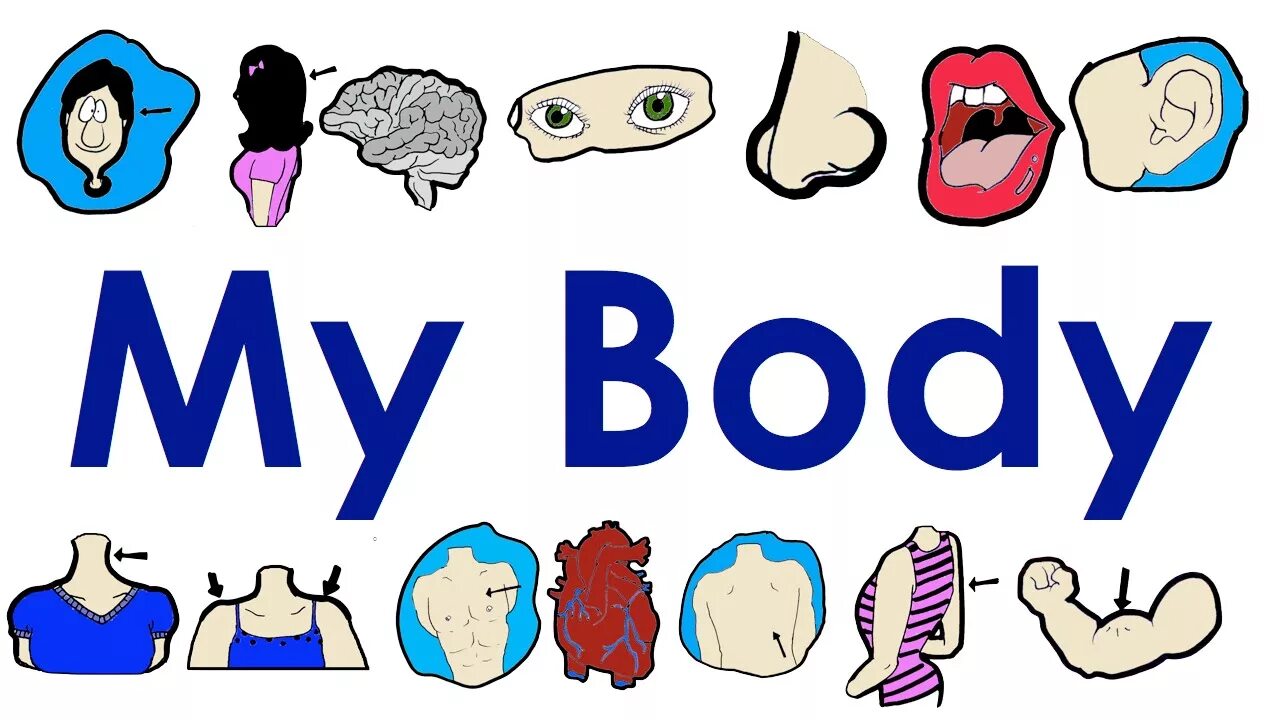 This is my body. Картинка my body. Body Parts. Body Parts картинка. Картинки body for Kids.