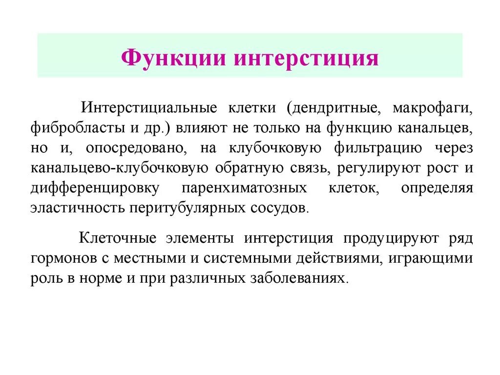 Интерстиций почки. Интерстиций. Интерстициальная ткань функции. Интерстициальнвя ткани. Интерстициальные клетки функции.