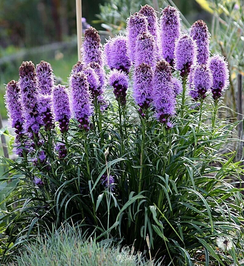 Лиатрис спиката spicata. Лиатрис колосковый спиката. Лиатрис колосковый Liatris spicata. Лиатрис Флористан.