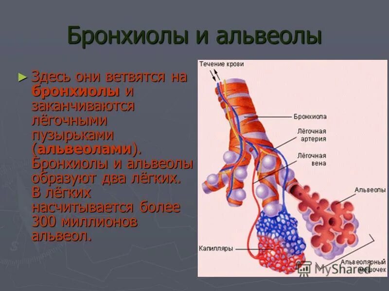 Воздух поступает в альвеолы. Бронхиолы строение и функции. Альвеолы это лёгочные пузырьки. Бронхиолы и альвеолы. Строение альвеол.