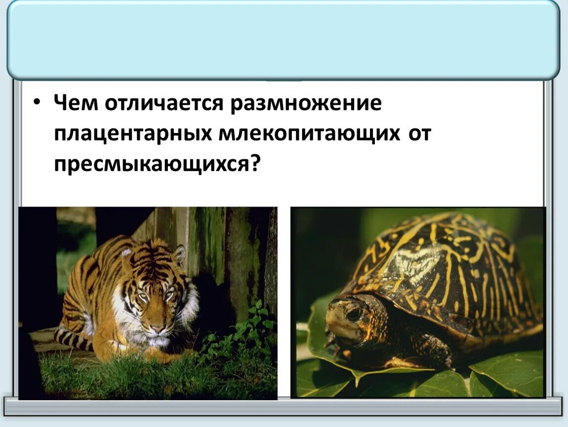 У млекопитающих в отличие от пресмыкающихся имеются. Размножение плацентарных млекопитающих. Млекопитающие и пресмыкающиеся отличия. Млекопитающие от пресмыкающихся. Отличие млекопитающих от пресмыкающихся.