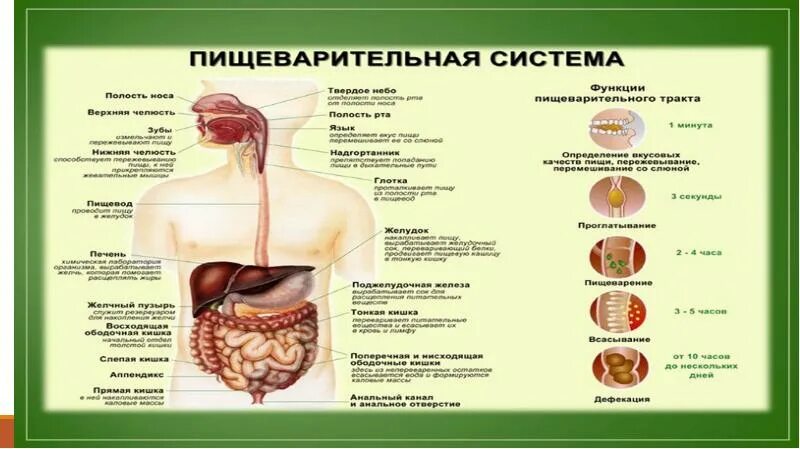 Процессы пищеварения отделы пищеварительного канала. Органы пищеварения. Система пищеварения человека. Строение пищеварительной системы. Основные органы пищеварительной системы человека.