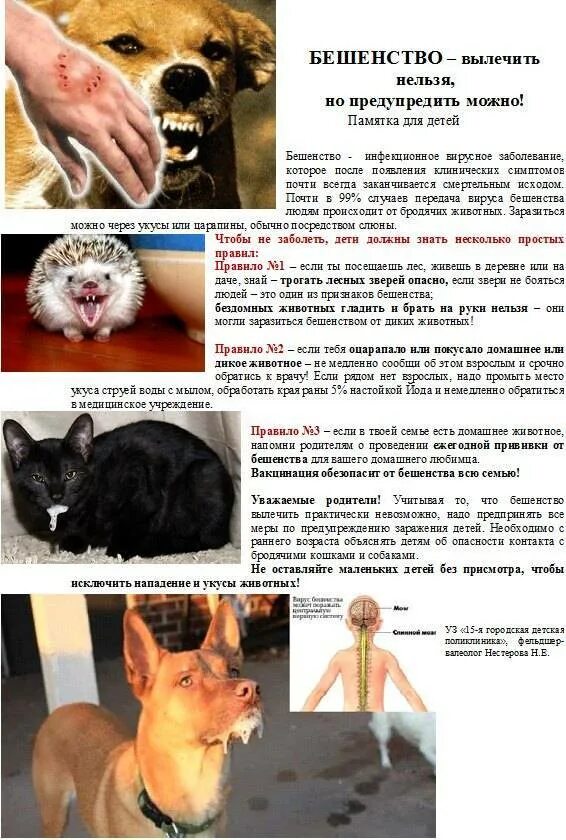 Заболеет ли бешенством привитая собака