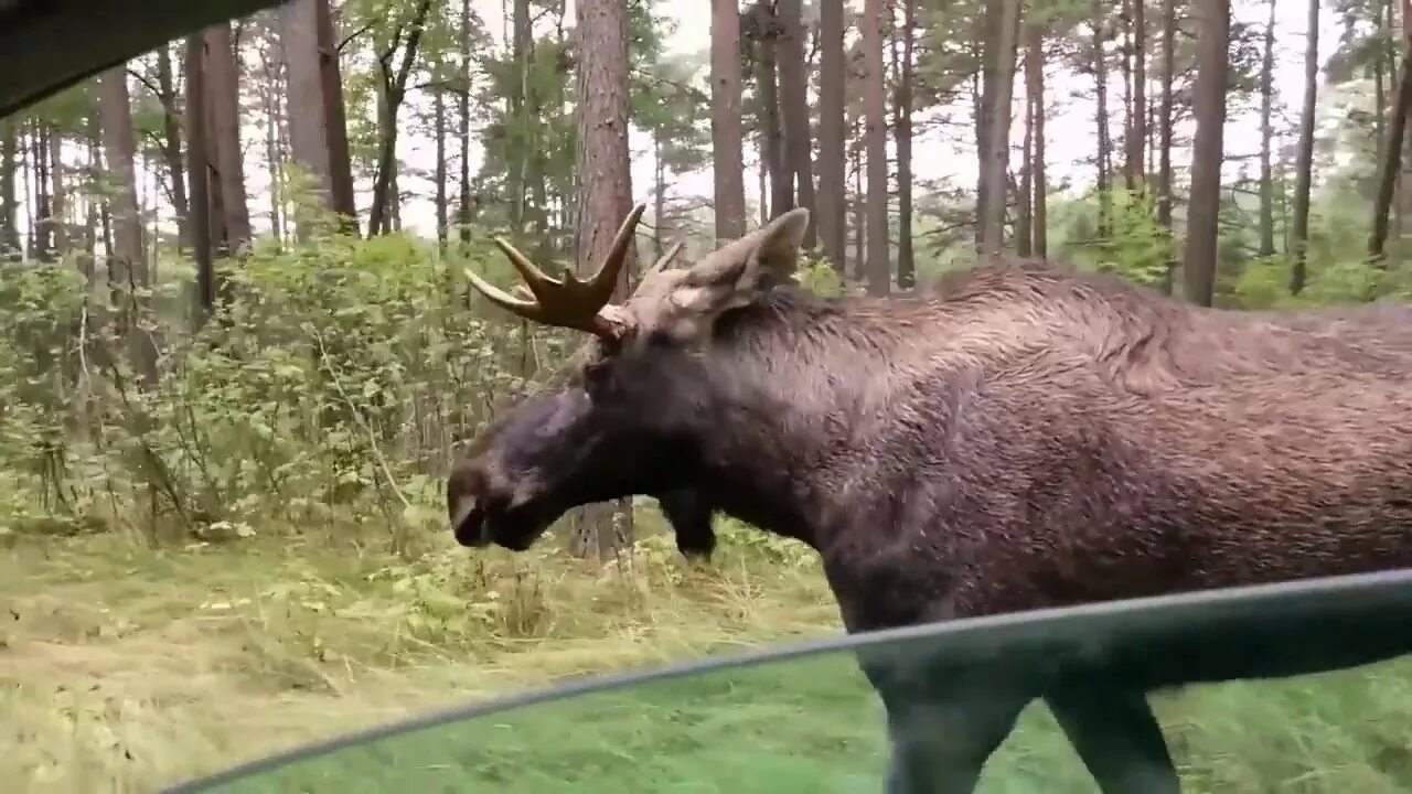 Покажи лосей видео. Встреча с лосем. Лось зимой. Покажи лосей видео. Покажи лосей видео.