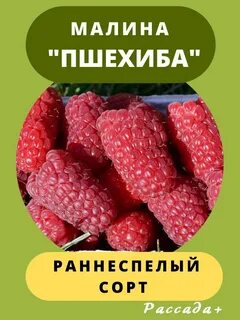 Урожайность малины пшехиба