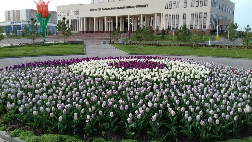 Тюльпаны в Шымкенте. Озеленение Казахстана. Тюльпаны в Чимкенте. Тюльпаны в городе. Цветы шымкент