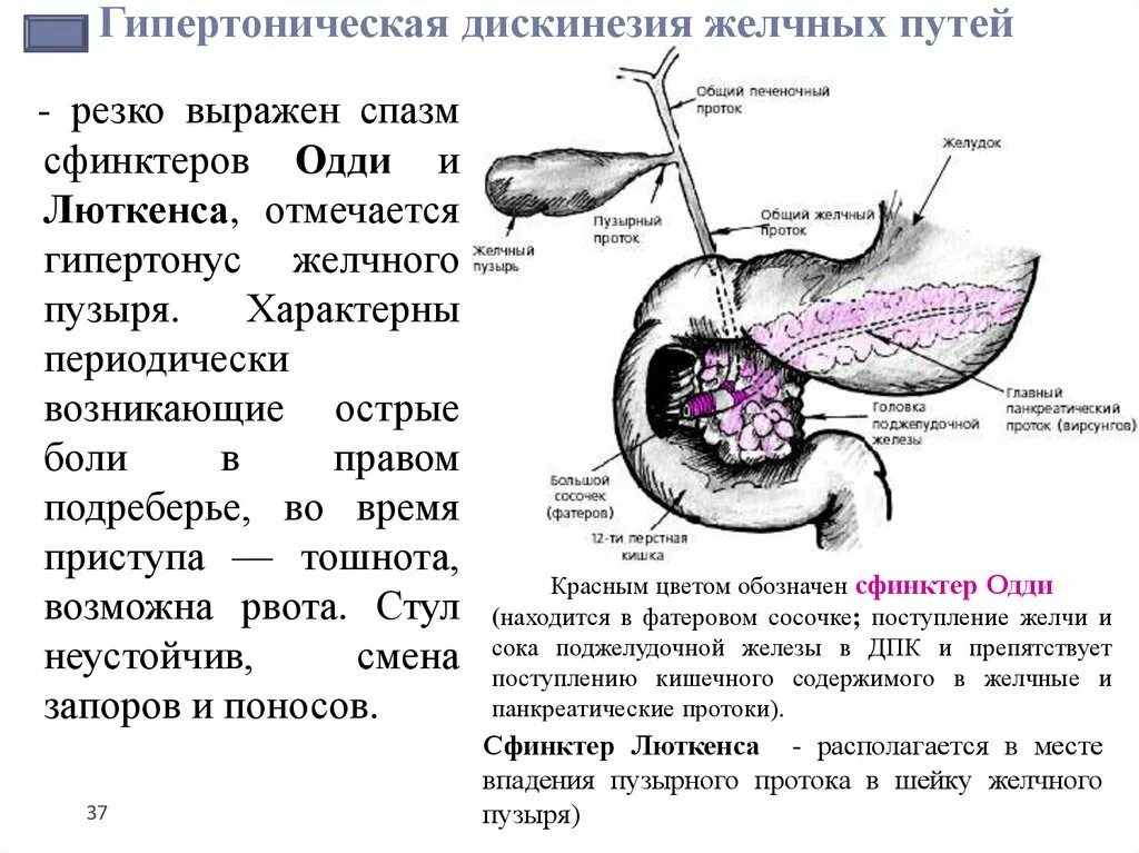 Болезни желчного протока. Желчный пузырь сфинктер Одди. Поджелудочная железа сфинктер Одди. Сфинктер Одди схема. Спазм желчных протоков симптомы.