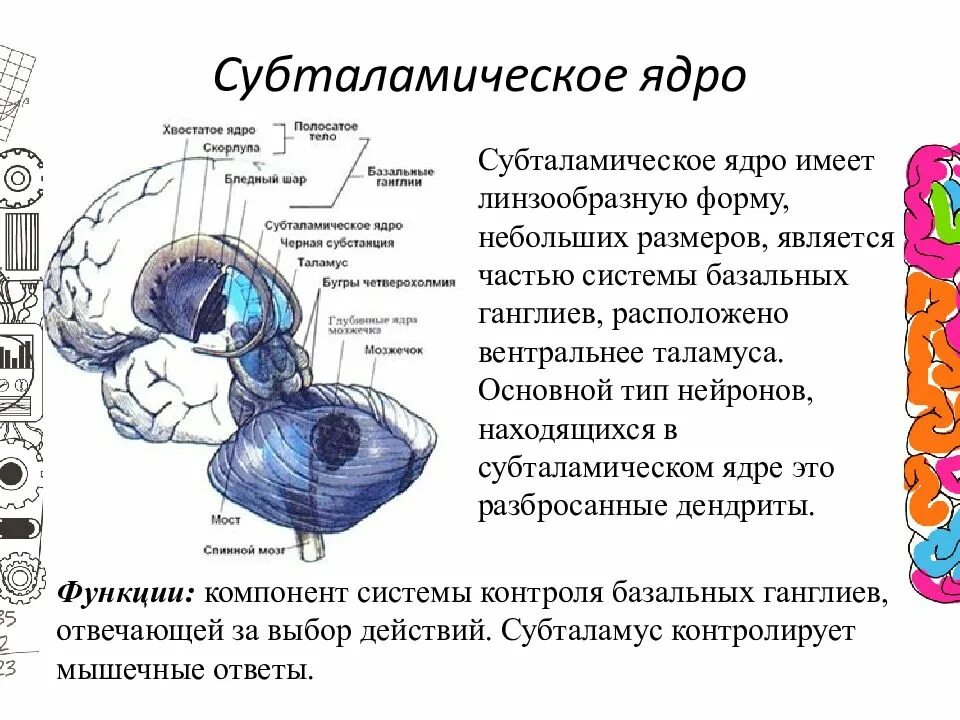 Область ядра мозга. Субталамическое ядро. Субталамическое ядро мозга. Субталамическое ядро мозга функции. Субталамическое ядро Льюиса.