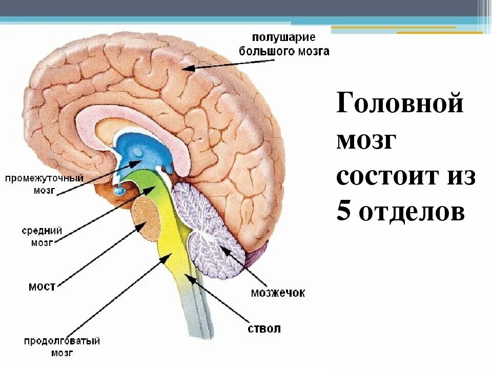 В каком отделе головного мозга располагается центр. Структуры головного мозга биология 8 класс. Схема строения отделов головного мозга. Головной мозг состоит из 5 отделов. 8 Класс биология головной мозг: задний и средний мозг.