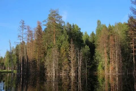 Тихвинский лес