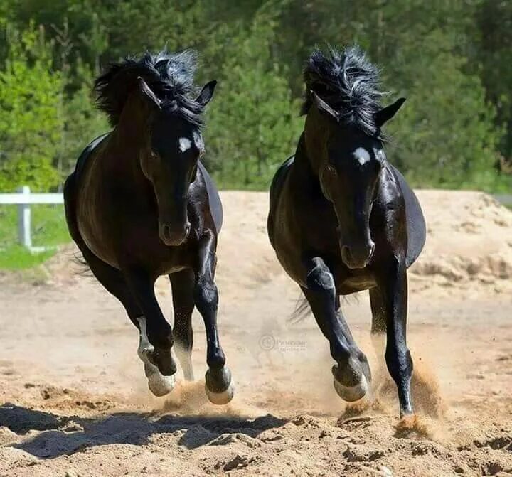 Two horse. Лошади. Две лошади. Несколько лошадей. Пара лошадей.