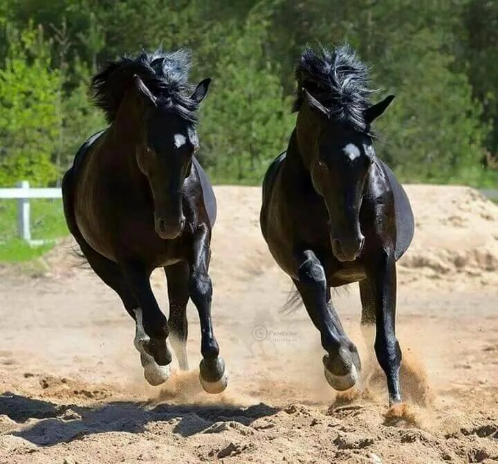 Лошади. Две лошади. Несколько лошадей. Пара лошадей. Two horse