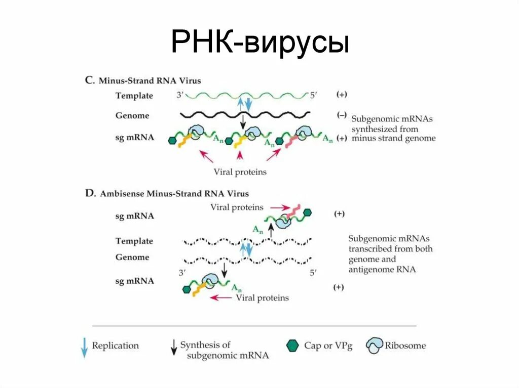 Какой вирус содержит рнк. Строение вируса РНК функции. У каких вирусов репликация происходит по схеме -РНК + РНК. ДНК И РНК вирусы. РНК расшифровка вируса.