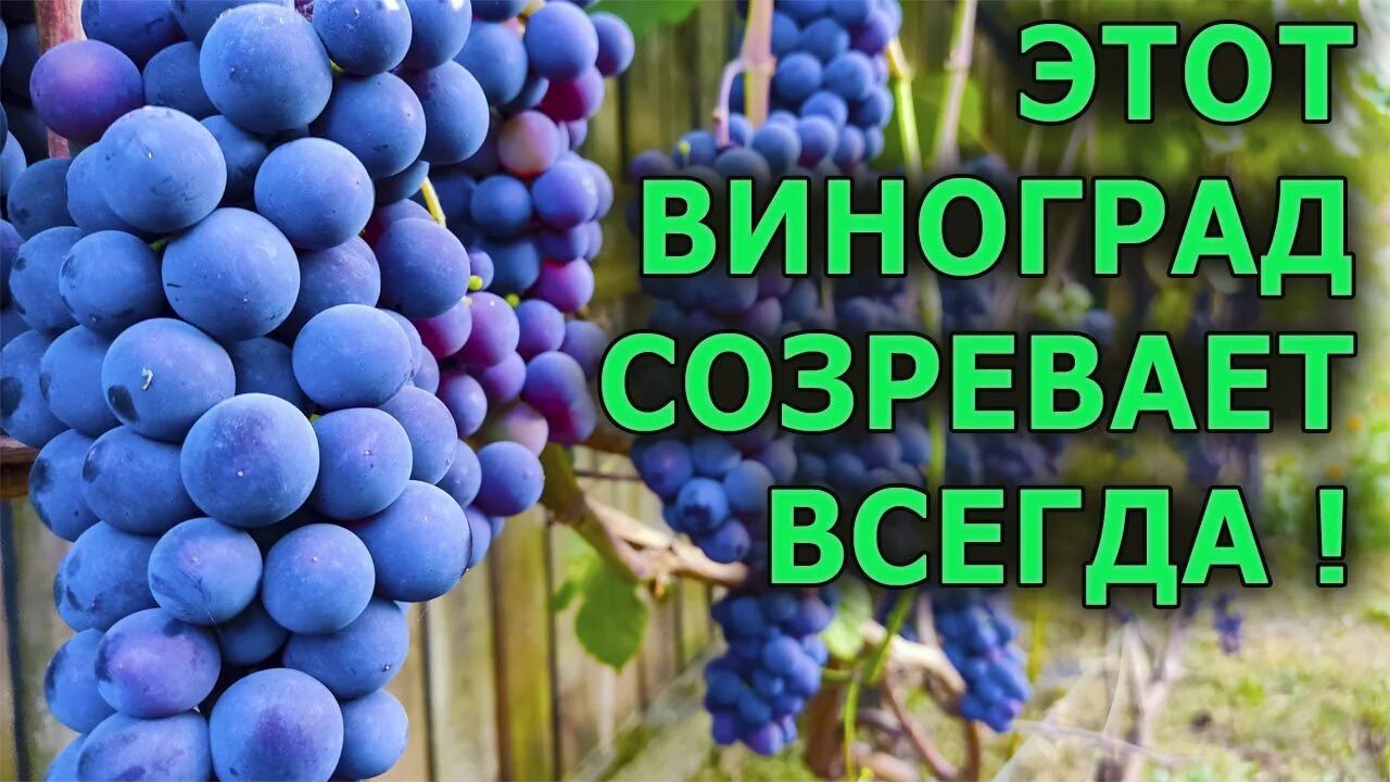 Зилга сорт винограда отзывы. Виноградник в кировской области. реф48 сорт винограда. отличия винограда изабелла от зилги.