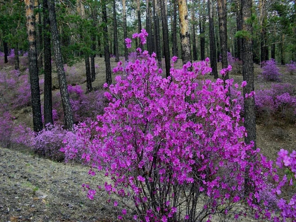 Деревья восточной сибири. Рододендрон Даурский. Багульник рододендрон. Рододендрон Амурский (багульник. Багульник Сибирский рододендрон Даурский.