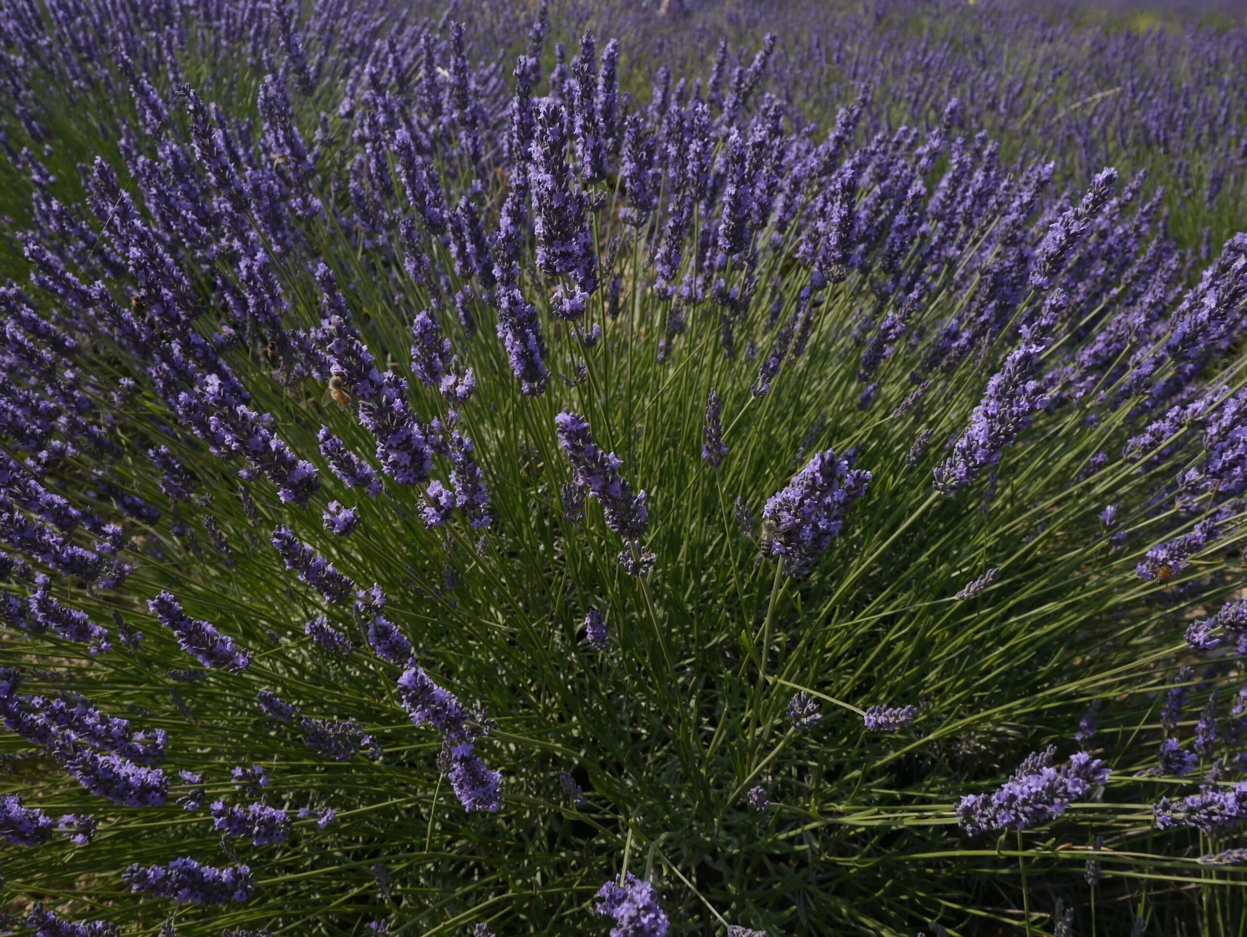 Лаванда узколистная Avignon early Blue. Лаванда узколистная дворф Блю. Лаванда узколистная Хидкот. Кусты лаванды весной