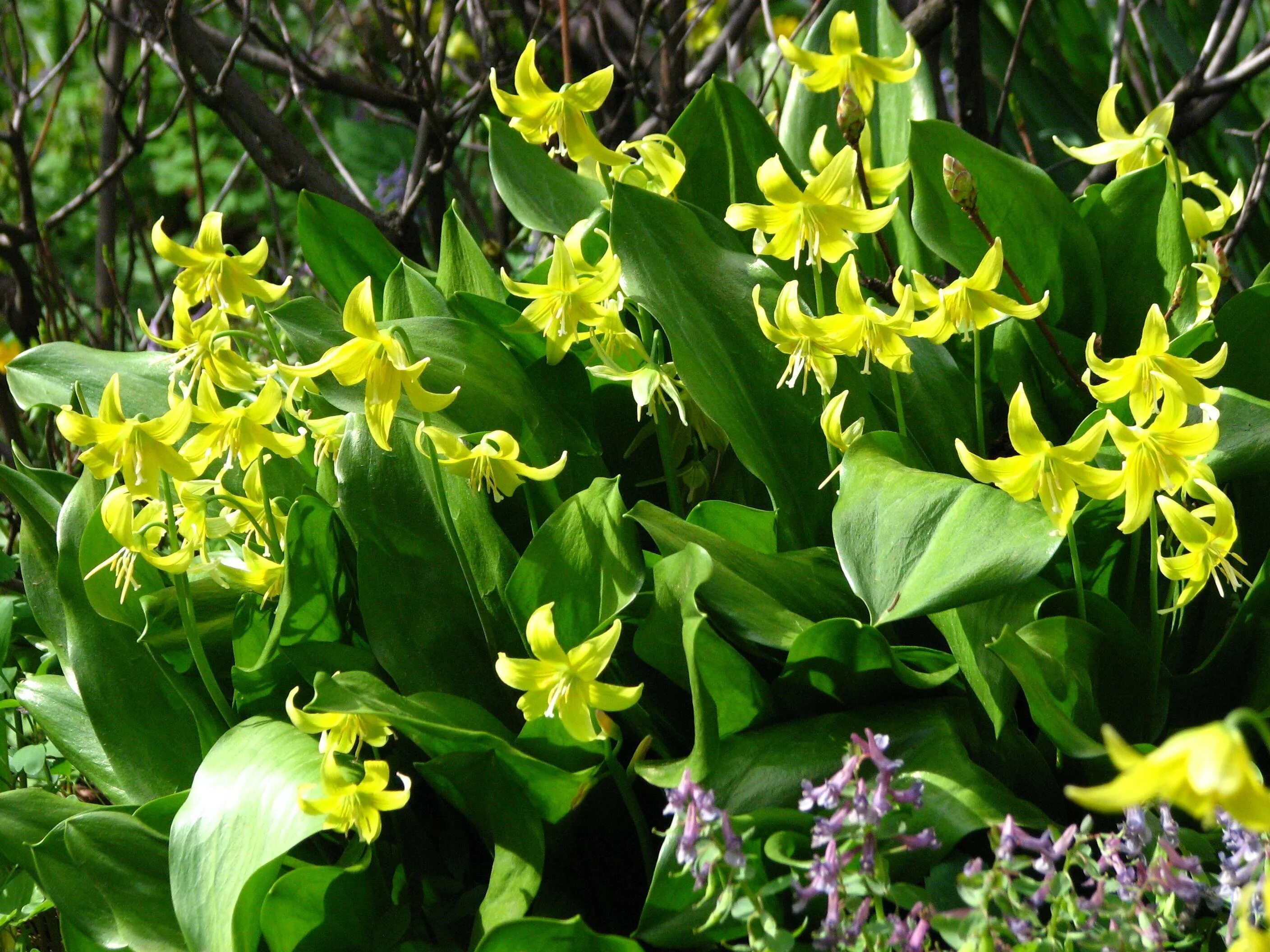 Кандык (Erythronium). Кандык туолумнийский Erythronium tuolumnense. Кандык желтый. Кандык гибридный. Эритрониум