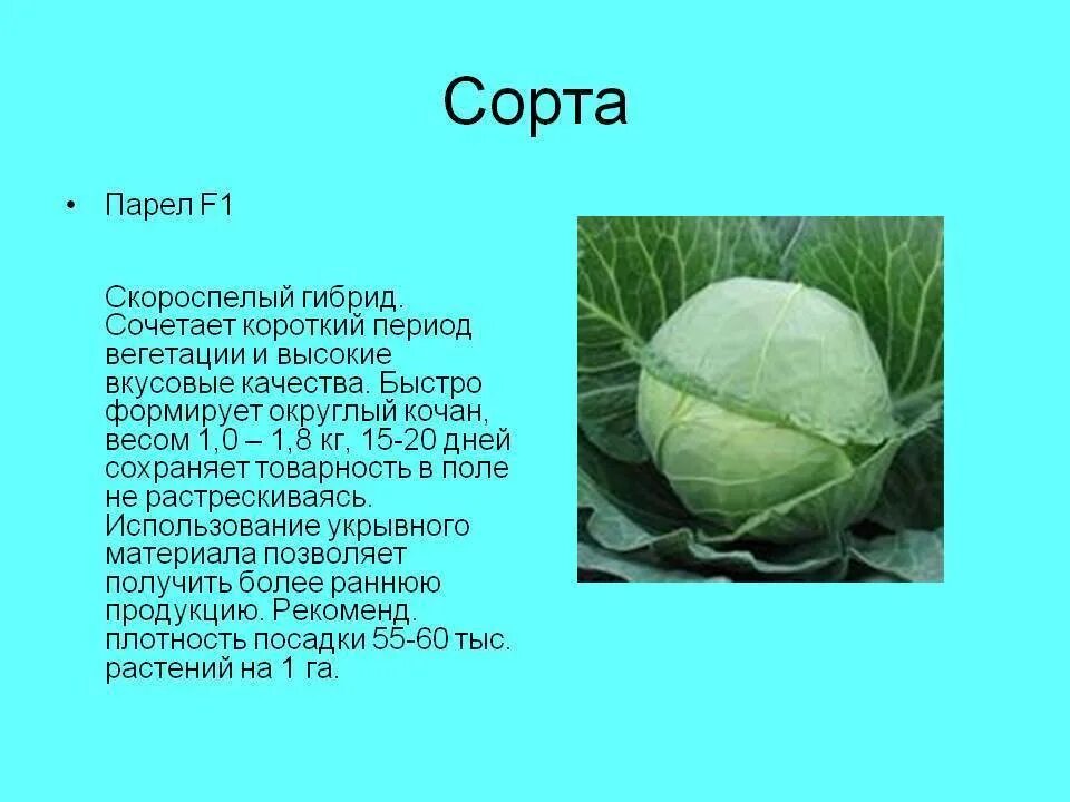 Капуста парел описание сорта