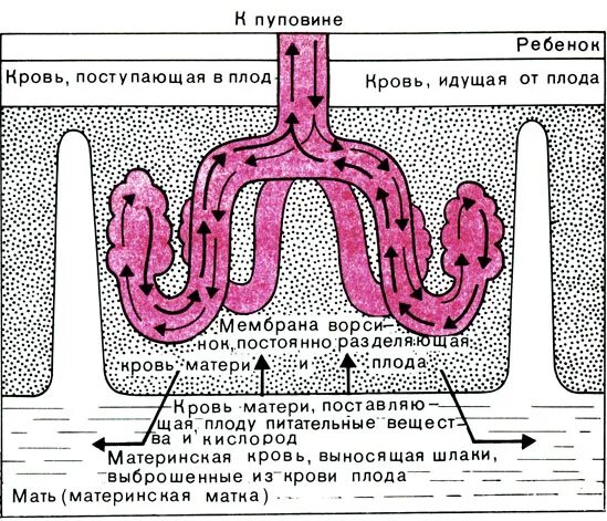 Почему кровь не смешивается. Смешивание крови плода и матери. Кровь плода и матери смешивается. Кровь плода и матери не смешивается. Происходит ли смешивание крови матери и плода.