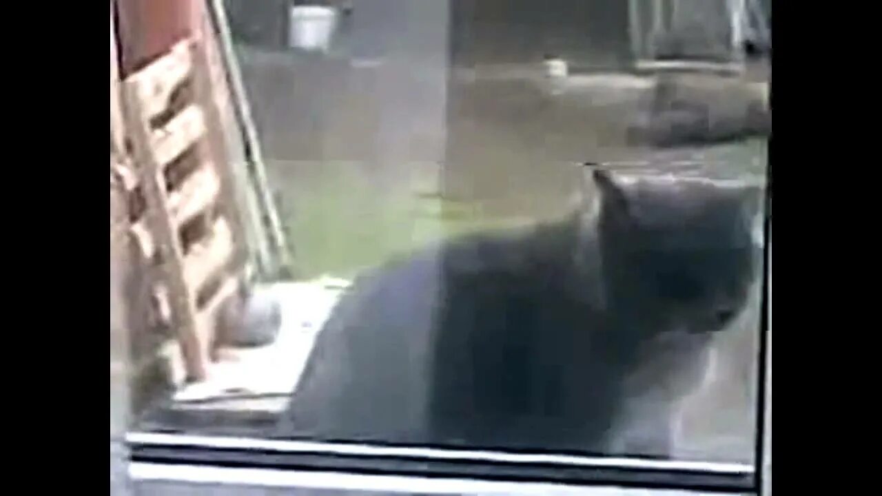 Саня открой мем. Саня открой. Сань открой я замерз. Саня кот видео. Саня открой.