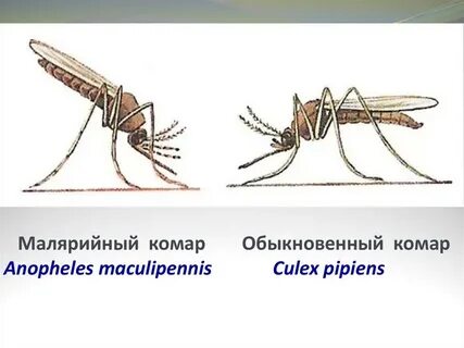 Чем отличается от обычного