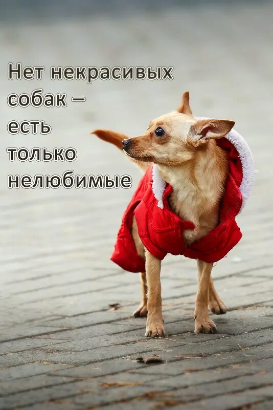 Смешные высказывания про собак. Собаки смешные цитаты. Смешные фразы про собак. Изречения про собак. Статусы про собак.