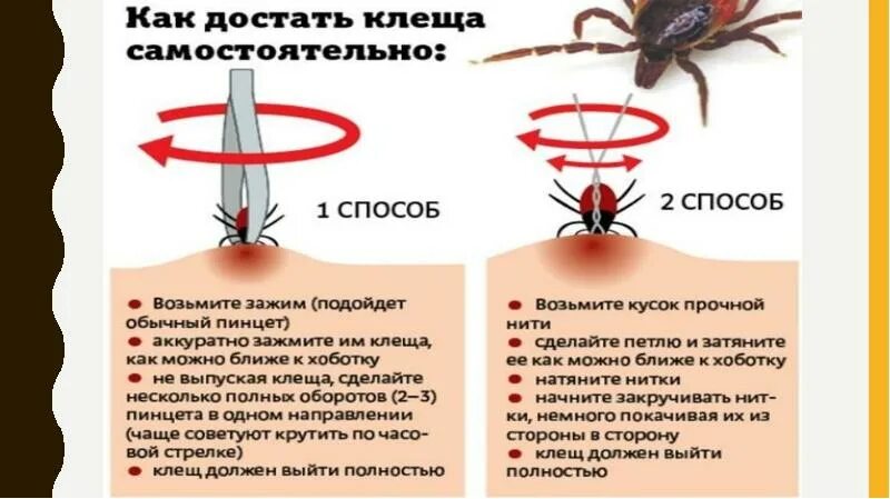 Может ли быть температура от клеща. Клещевой энцефалит симптомы укуса. Клещевой вирусный энцефалит. Симптомы укуса клеща у человека энцефалита.