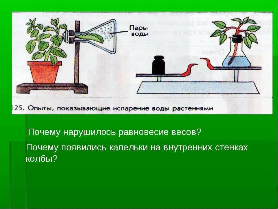 Опыт доказывающий испарение воды листьями. Транспирация - испарение воды с поверхности листа. Эксперимент испарение. Эксперимент испарение. Опыт испарение воды листьями.
