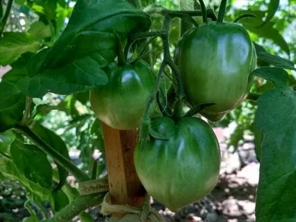 Томат картофельный лист