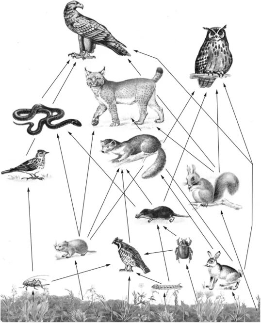 Цепь питания сеть питания. Пищевая сеть это в биологии 9 класс. Пищевая цепь из 20 звеньев. Пищевая сеть схема биология. Пищевая сеть питания