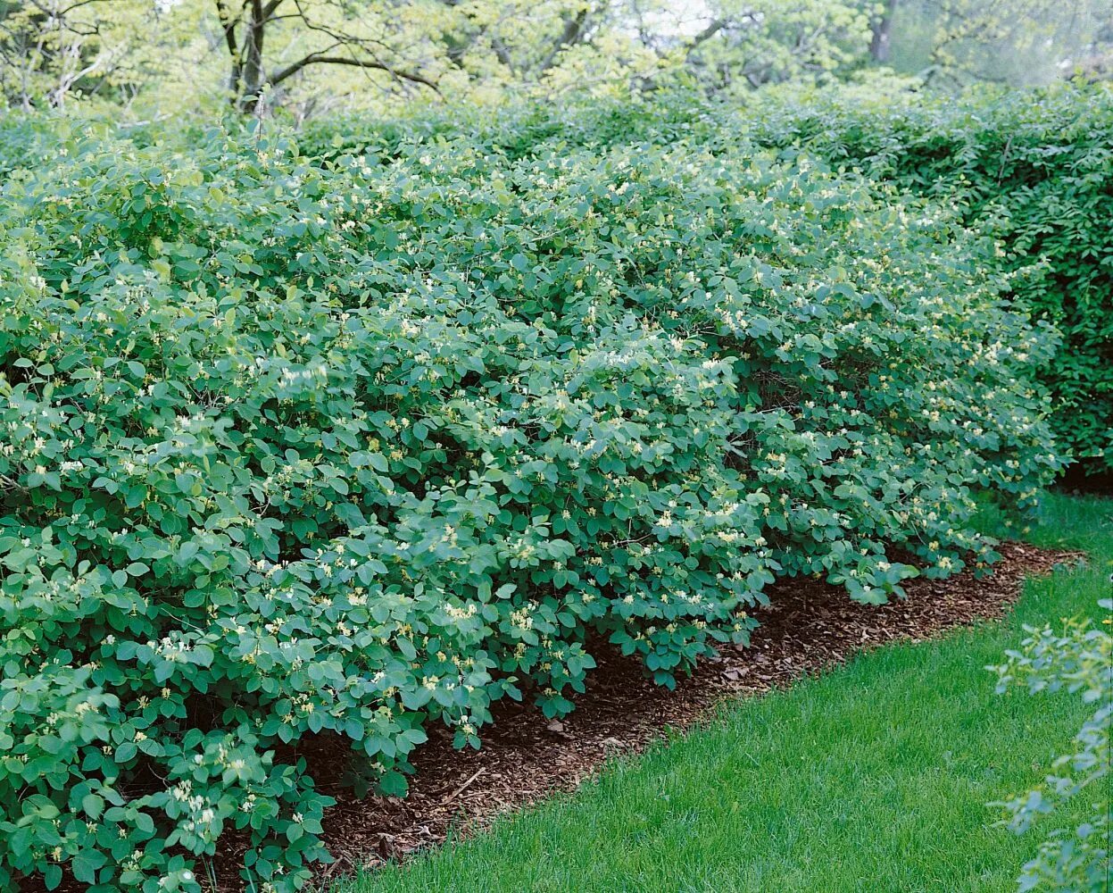 Жимолость размер куста. Жимолость обыкновенная куст. Жимолость (Lonicera xylosteum),. Жимолость обыкновенная (Лесная)Lonicera xylosteum. Жимолость габитус.