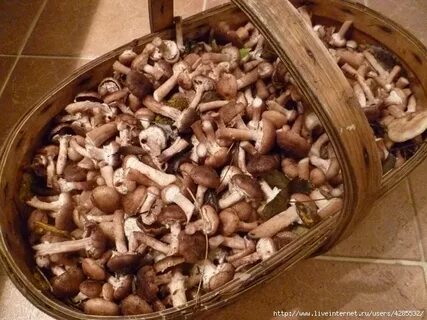Что делают с белыми грибами после сбора