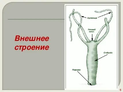 Внешнее строение кишечнополостных