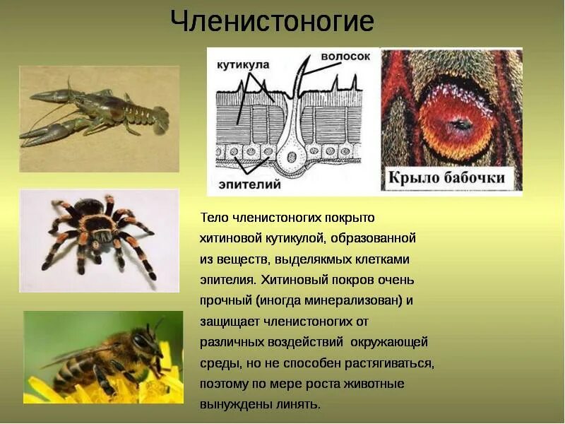 Членистоногие животные с тела имеющие. Членистоногие. членистоногие покровы. покровы тела членистоногих. покровы тела животных.