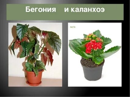 Не растут бегонии