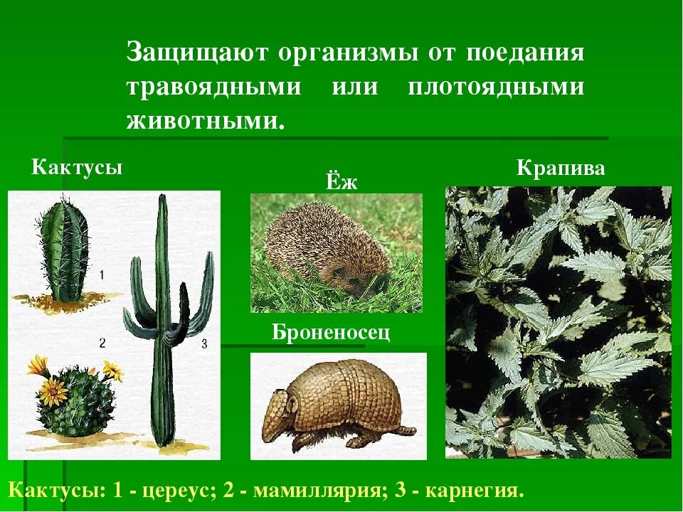 Приспособленность организмов к месту обитания. Приспособления животных и растений. Приспособление растений и животных к условиям. Приспособленность растений к среде. Приспособления растений к условиям обитания.