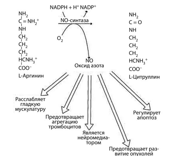 Соединения азота в организме. Оксид азота Синтез схема. Изоформы синтазы оксида азота. Синтез окиси азота из аргинина. Реакция образования оксида азота из аргинина.