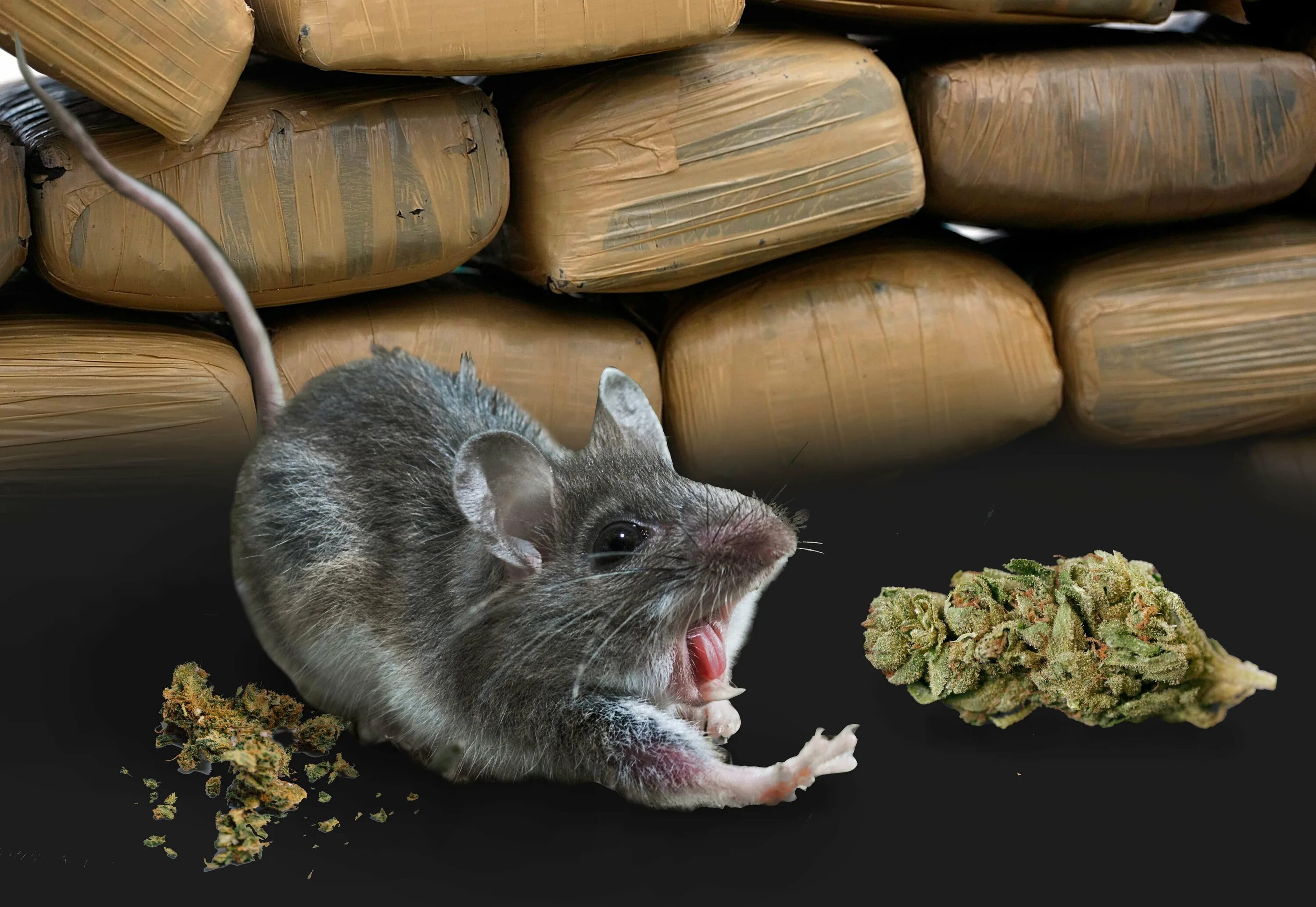 хитрая крыса. довольная крыса. мемы с крысами. крысы суки. крыса дамбо фото.