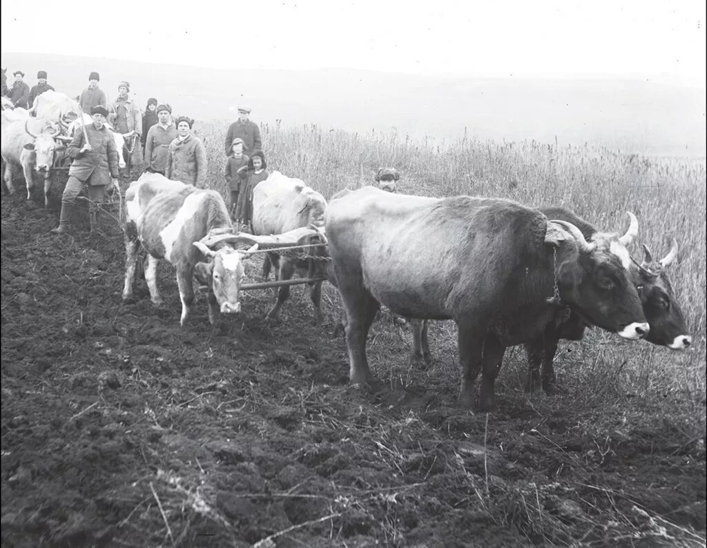 Сельское хозяйство в 30-е годы в СССР. Сельское хозяйство СССР 1930е. Сельское хозяйство в 1930 годы СССР. Колхозы 1930 годы.