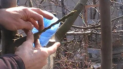 Прививка груши весной сроки в средней