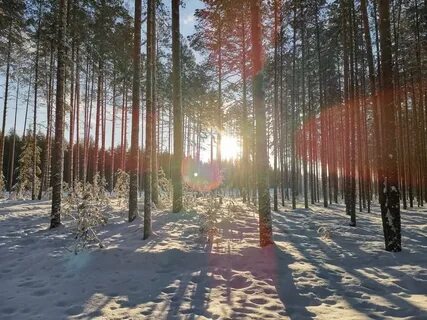 Зимнее утро в лесу картинки